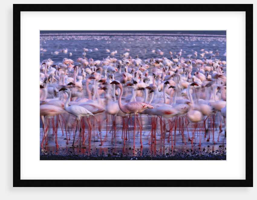 Flock of Lesser Flamingoes by Anonymous