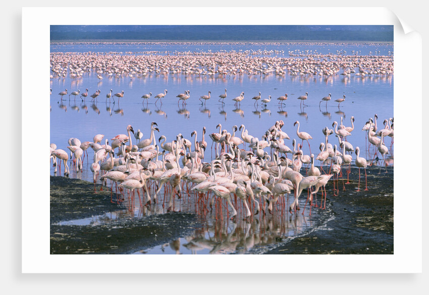 Flock of Lesser Flamingoes by Anonymous