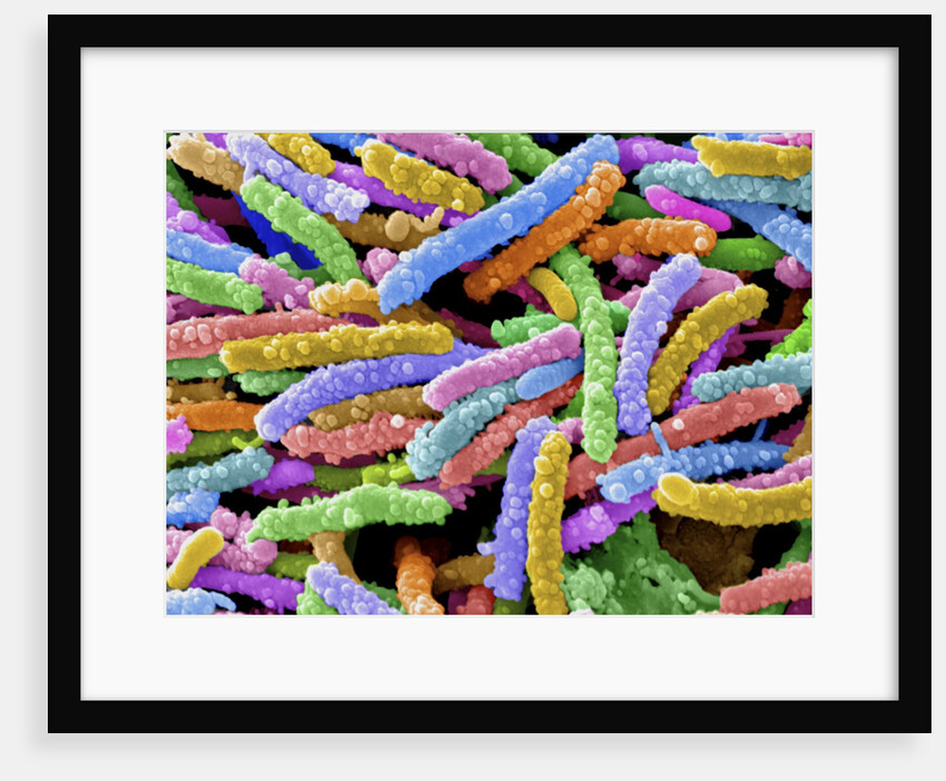 E. Coli Bacteria by Anonymous