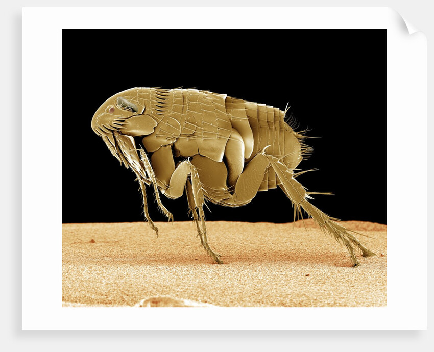 Cat Flea by Anonymous