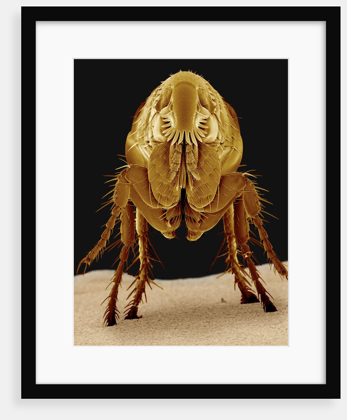 Cat Flea by Anonymous