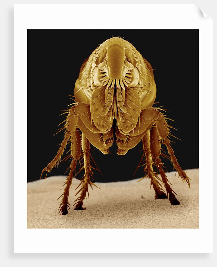 Cat Flea by Anonymous