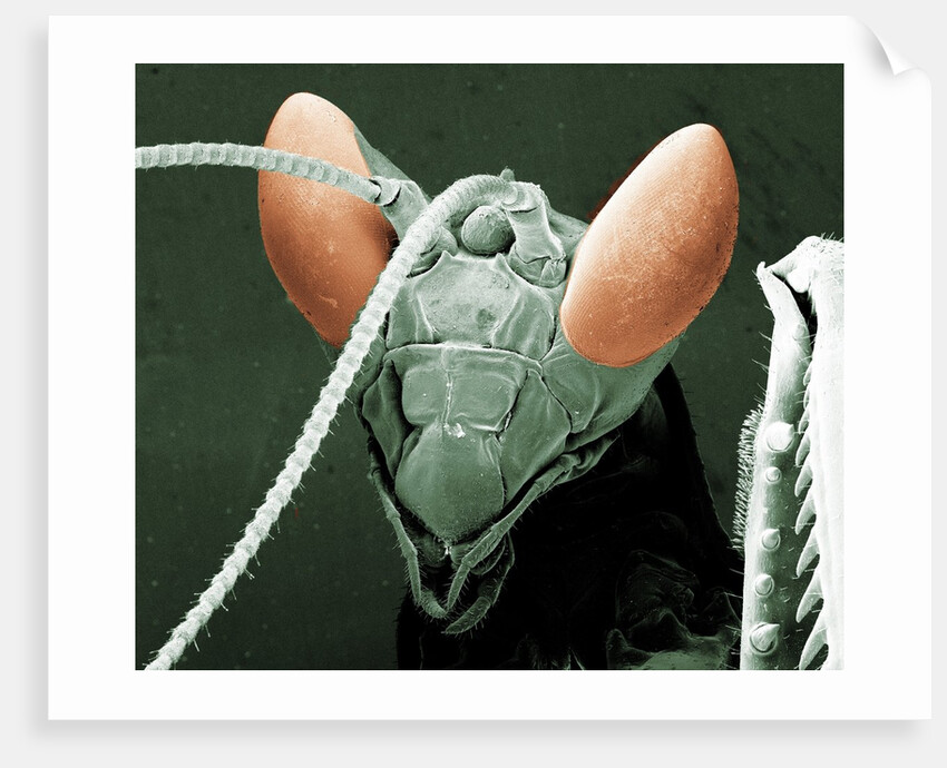 Praying Mantis Head by Anonymous