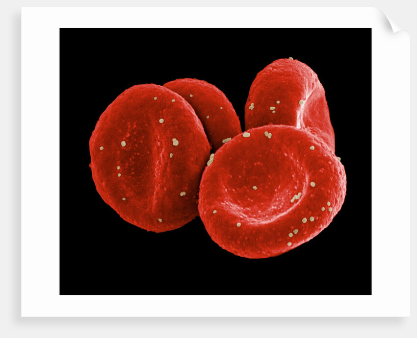 Red Blood Cells by Anonymous