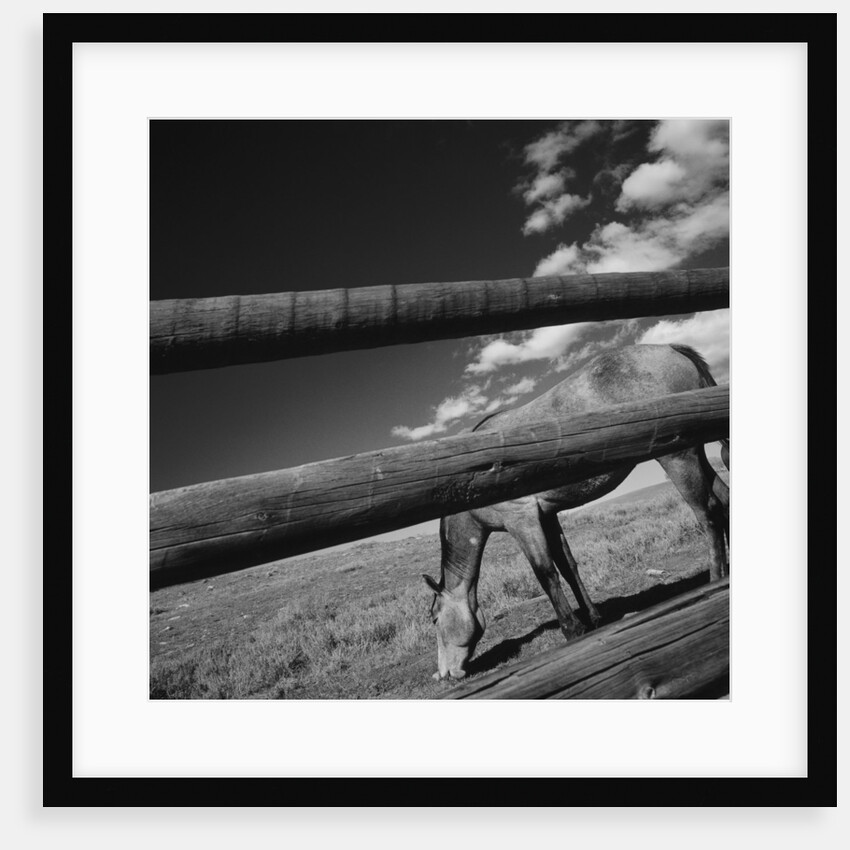 Black and white tilted view of horse grazing in meadow with wooden fence in foreground by Anonymous