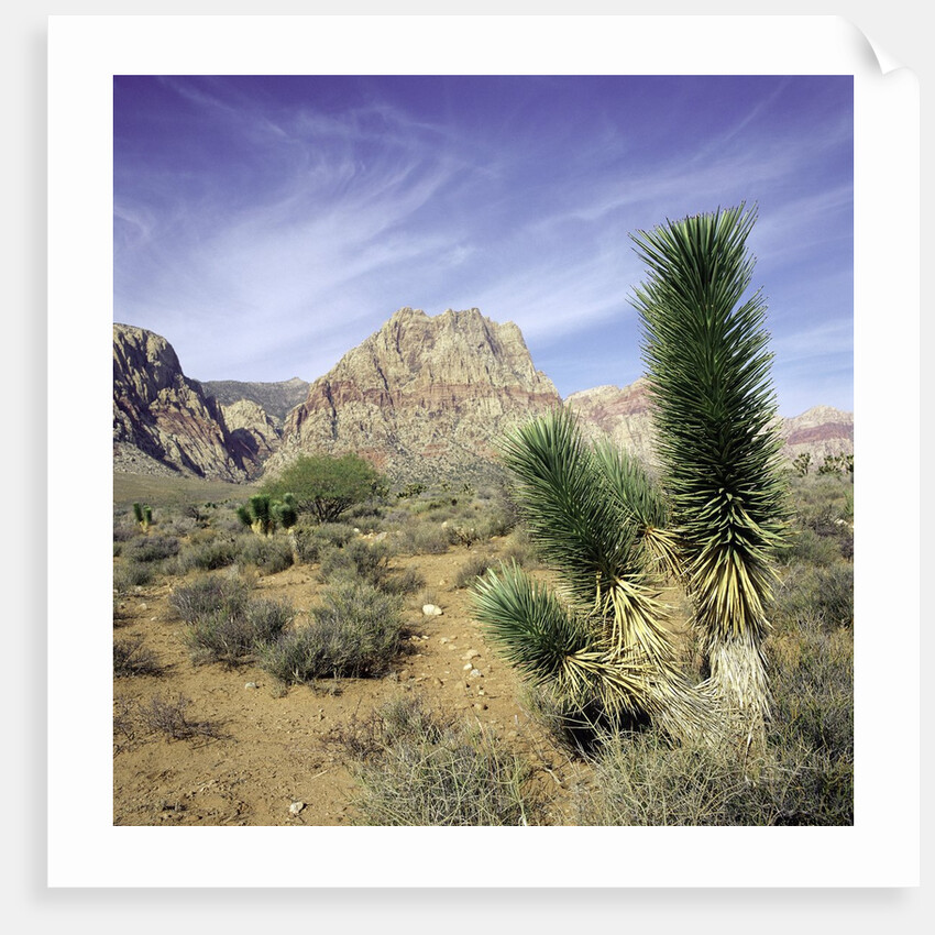 Tree in desert setting with rock formations in the background by Anonymous