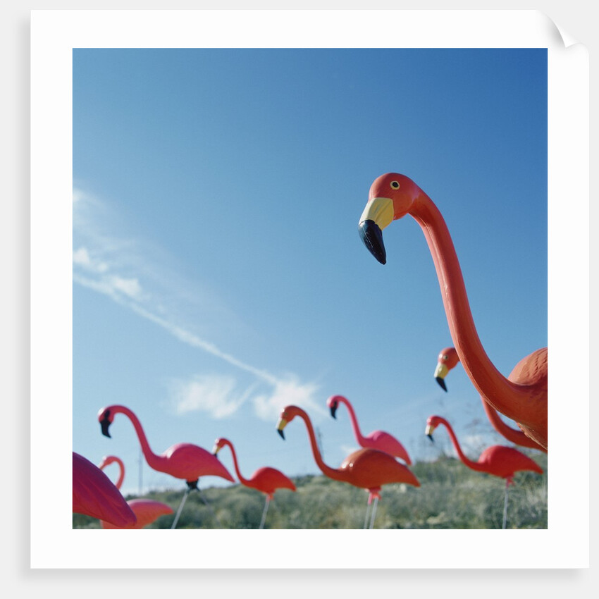 Pink flamingo lawn ornaments by Anonymous