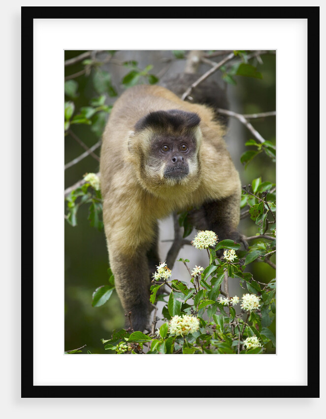 Black-tufted Capuchin by Anonymous