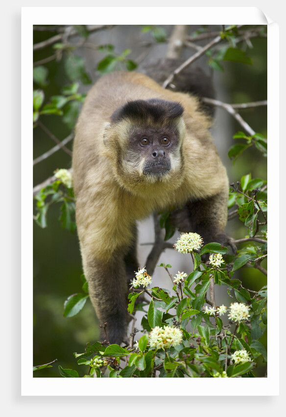 Black-tufted Capuchin by Anonymous