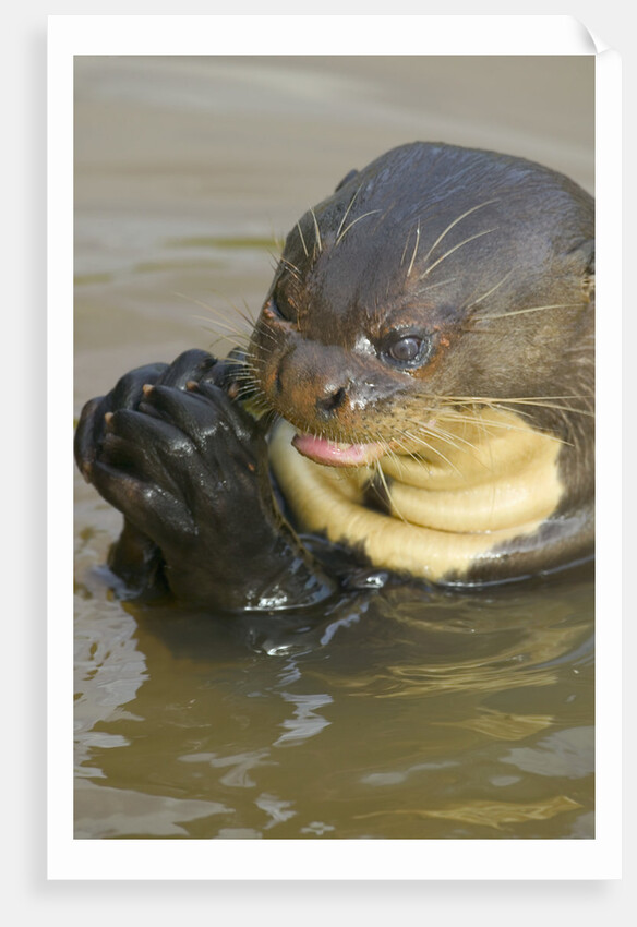 Giant River Otter by Anonymous