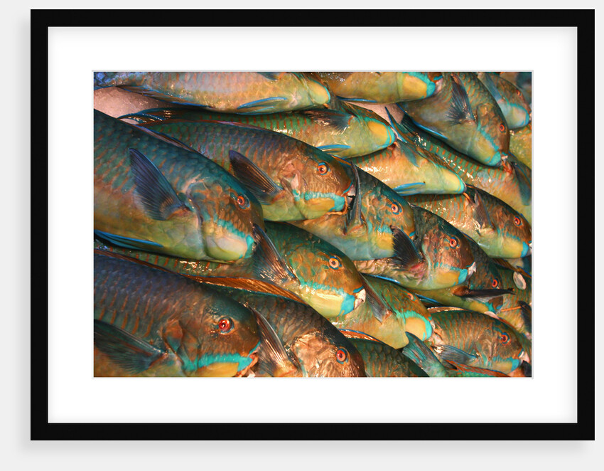 Parrotfish in Fish Market by Anonymous
