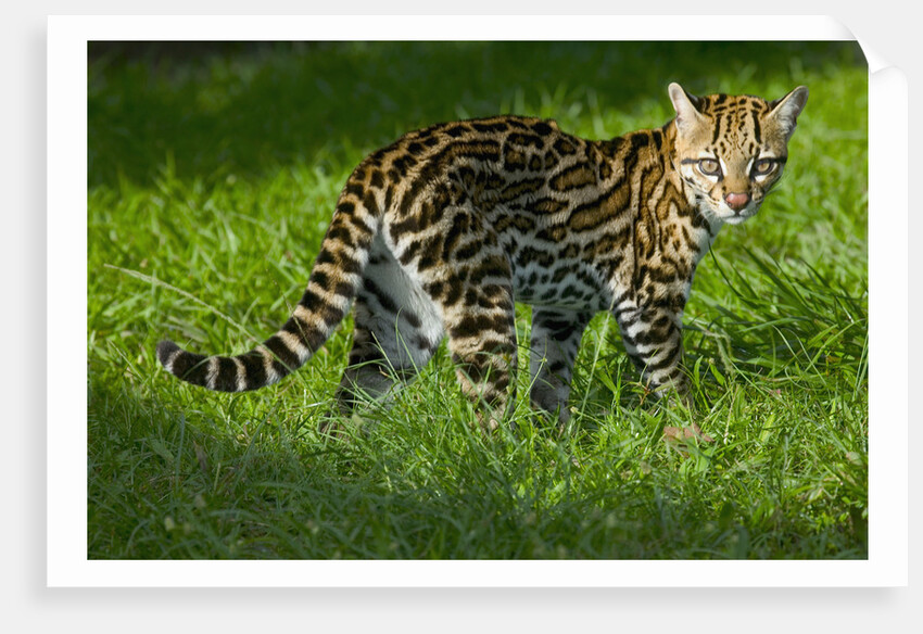 Ocelot by Anonymous