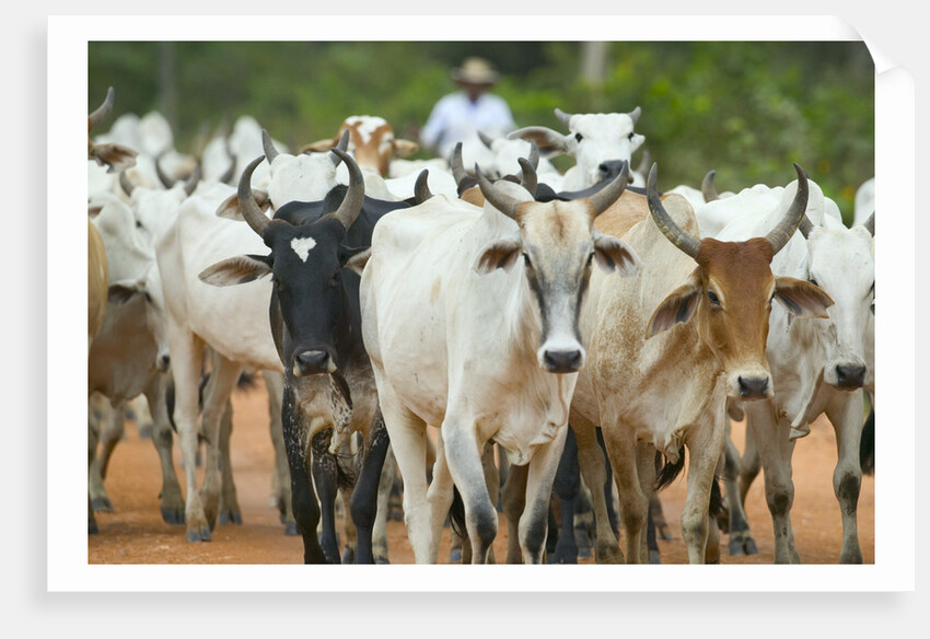 Herd of Cattle by Anonymous