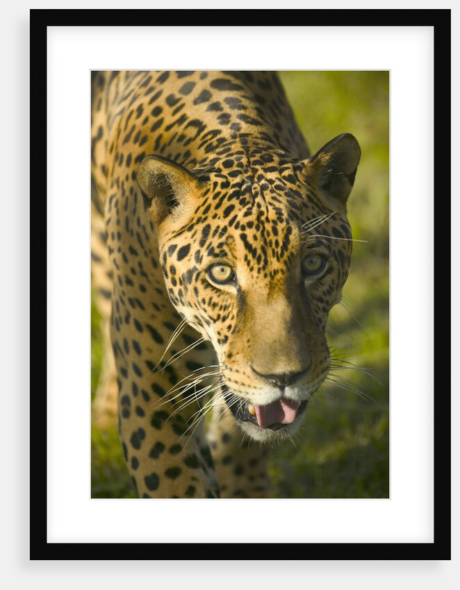 Jaguar by Anonymous