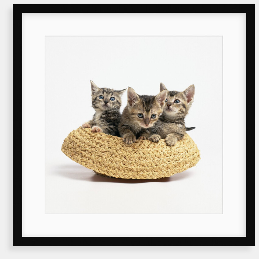 Kittens in Straw Hat by Anonymous