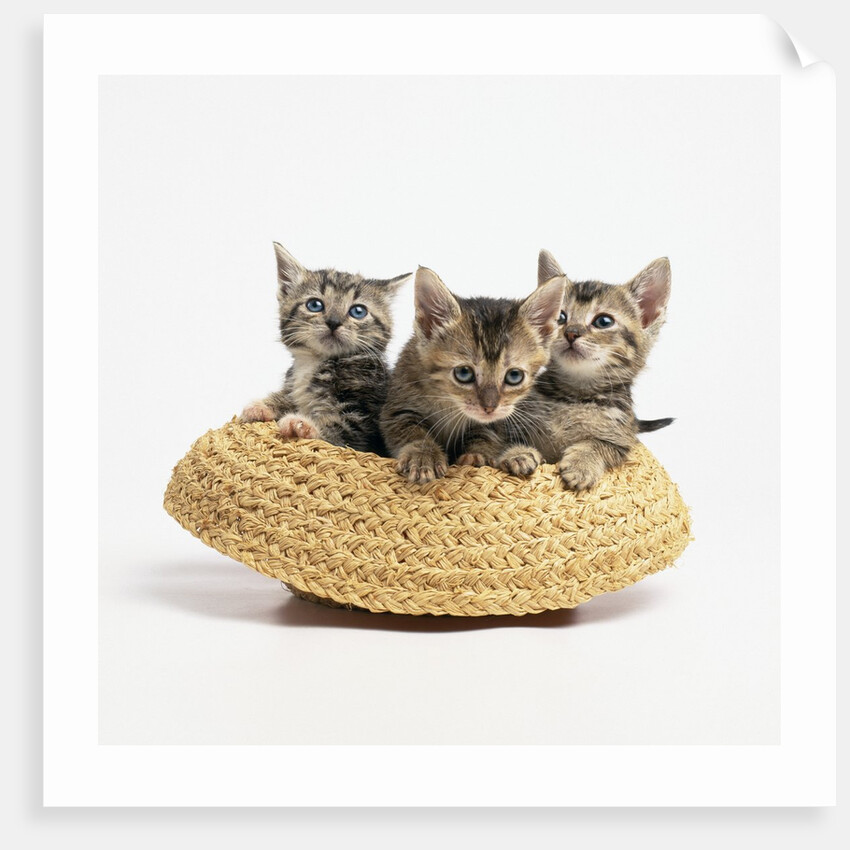 Kittens in Straw Hat by Anonymous