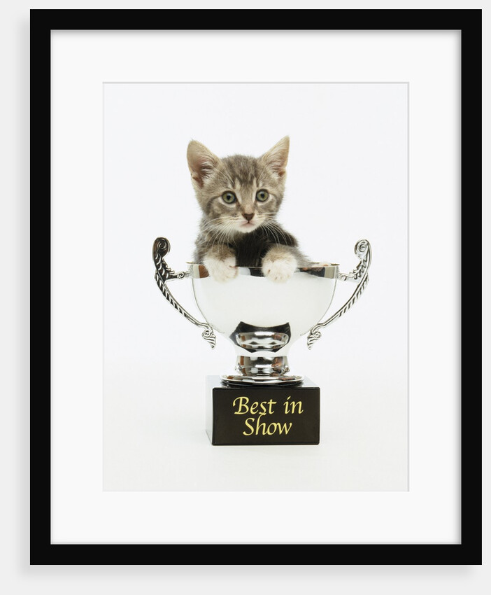 Kitten in Trophy by Anonymous