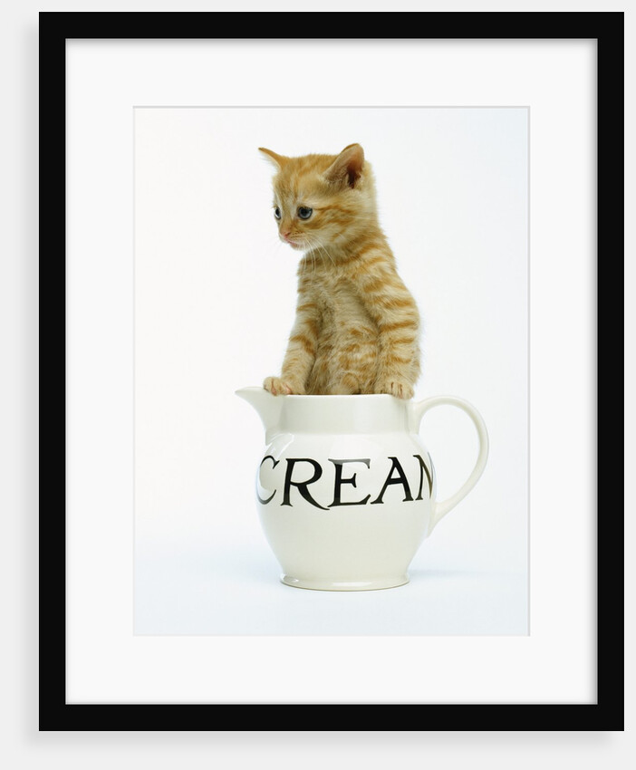 Orange Tabby in Creamer by Anonymous