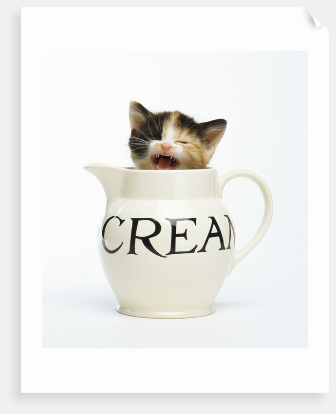 Kitten in a Creamer by Anonymous
