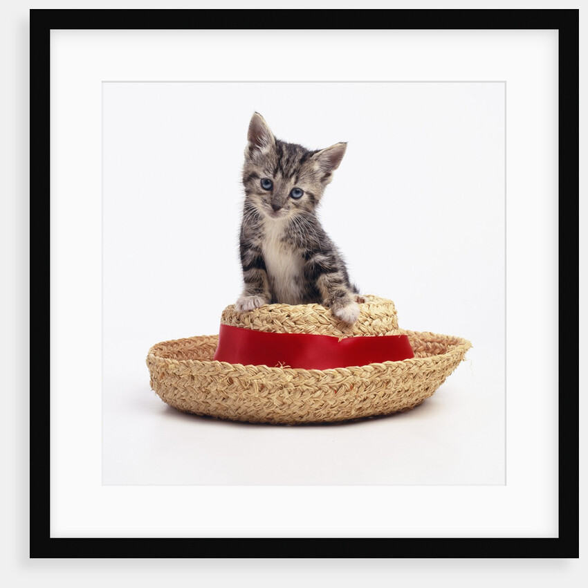 Kitten on Straw Hat by Anonymous