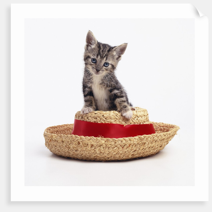 Kitten on Straw Hat by Anonymous