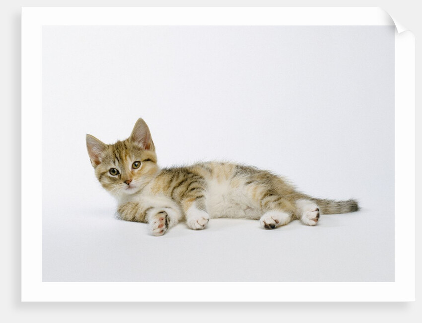 Relaxed Kitten by Anonymous