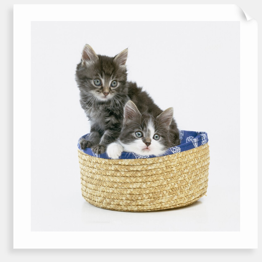 Kittens in Sewing Basket by Anonymous