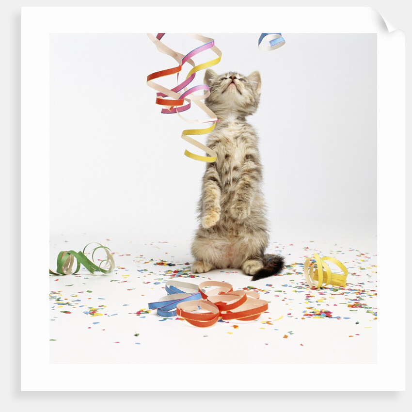 Kitten at Party by Anonymous