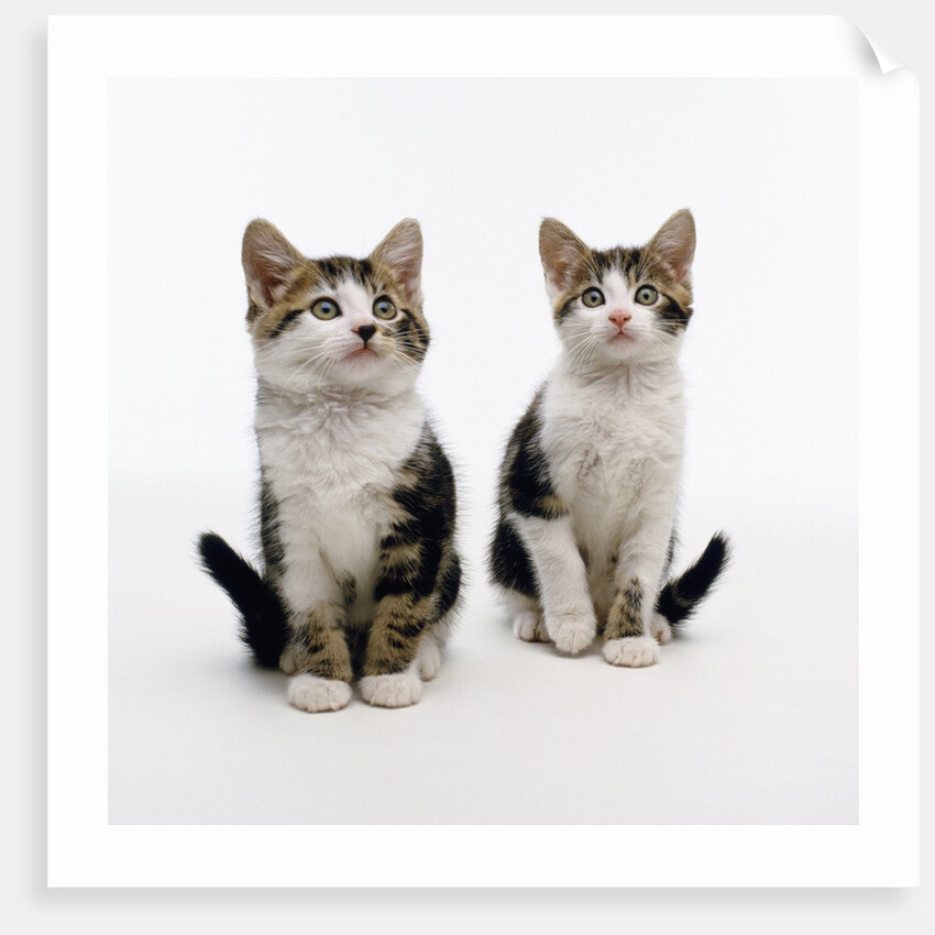 Pair of Kittens by Anonymous