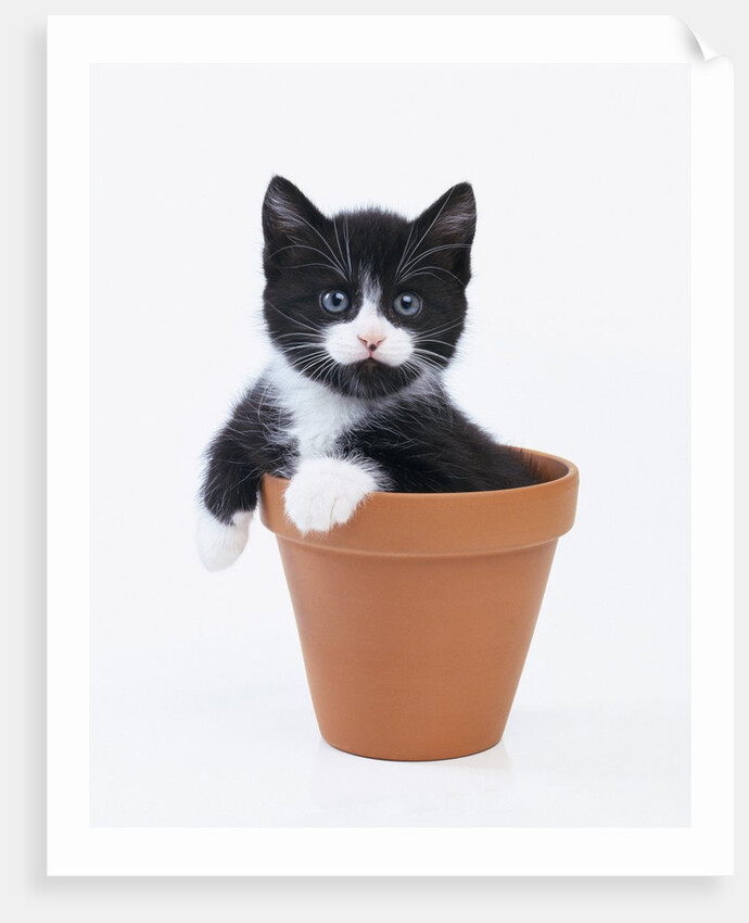 Kitten in Flower Pot by Anonymous