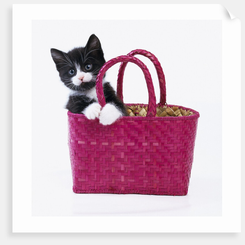 Kitten in Basket by Anonymous
