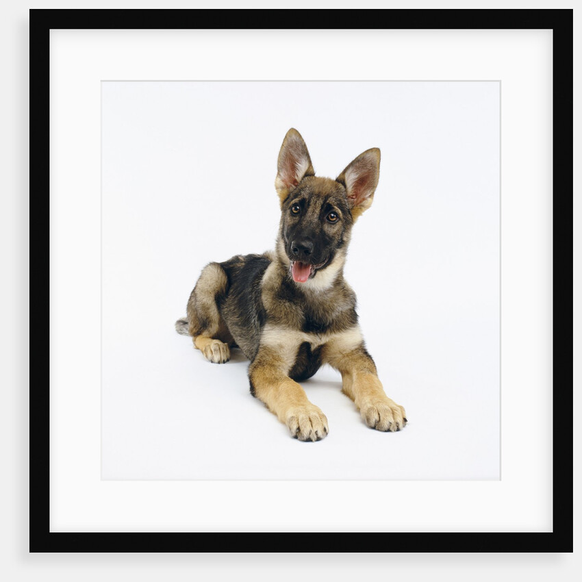 German Shepherd Puppy by Anonymous