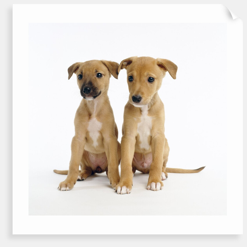 Puppies by Anonymous