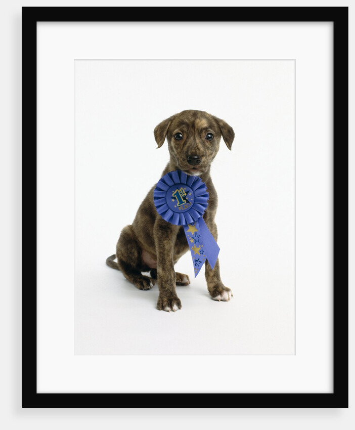 Pit Bull Puppy with 1st Place Ribbon by Anonymous
