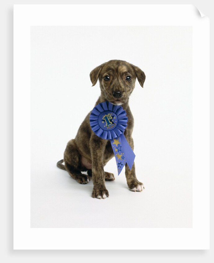 Pit Bull Puppy with 1st Place Ribbon by Anonymous