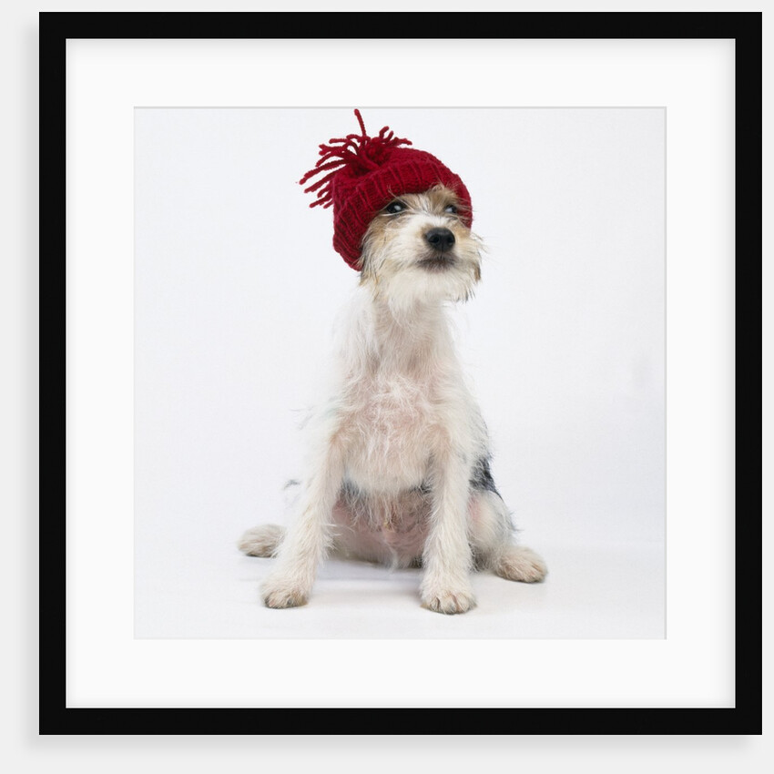 Terrier in Knit Cap by Corbis