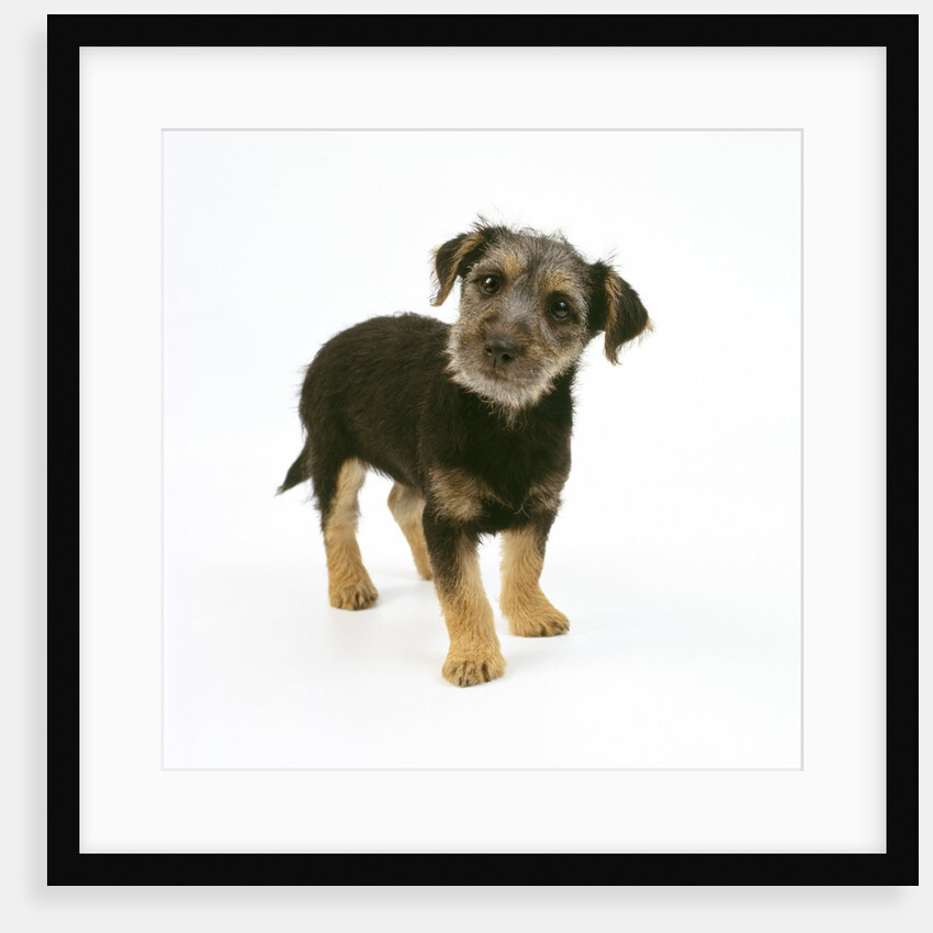 Mixed Terrier Puppy by Anonymous