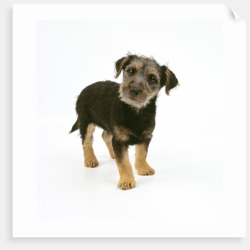 Mixed Terrier Puppy by Anonymous