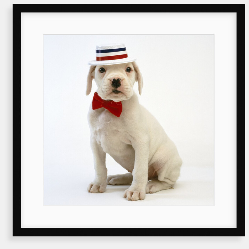 White Boxer Puppy by Corbis