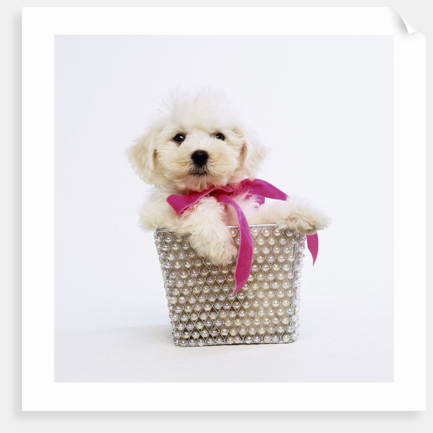 Bichon Frise Puppy by Anonymous