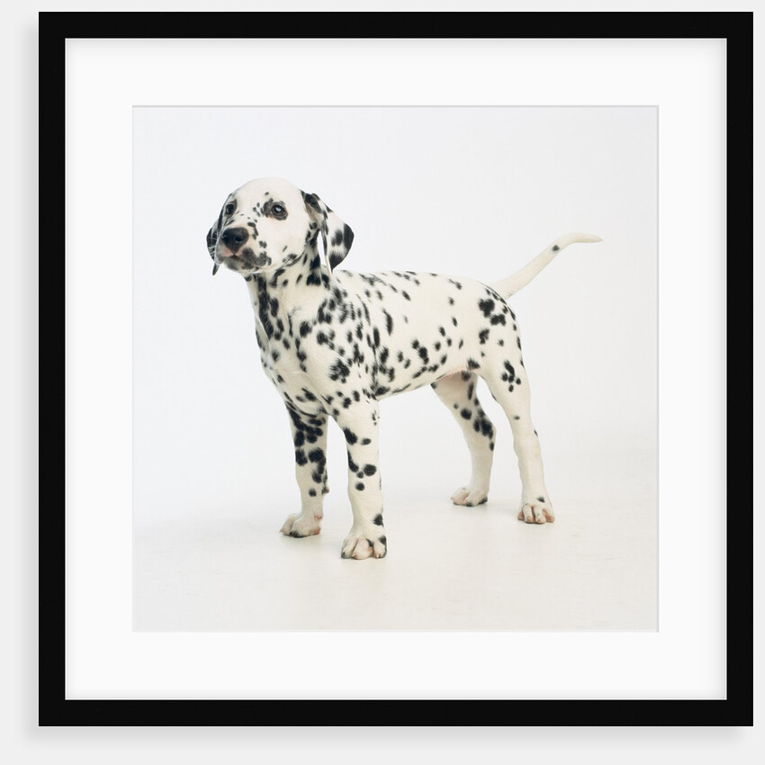 Dalmatian Puppy by Anonymous