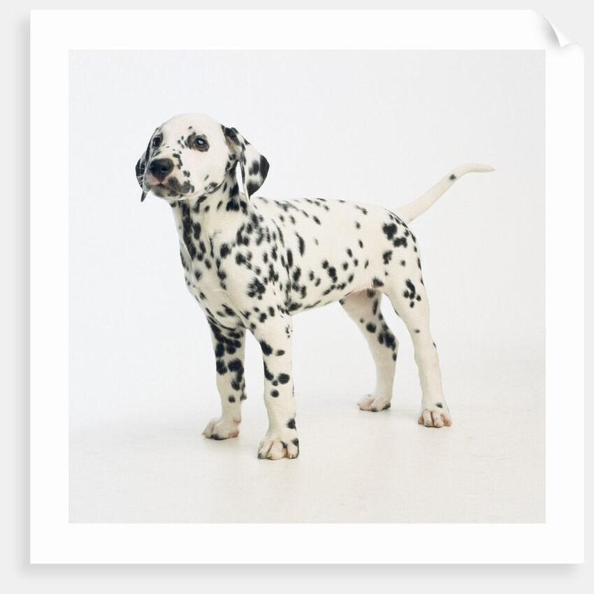 Dalmatian Puppy by Anonymous