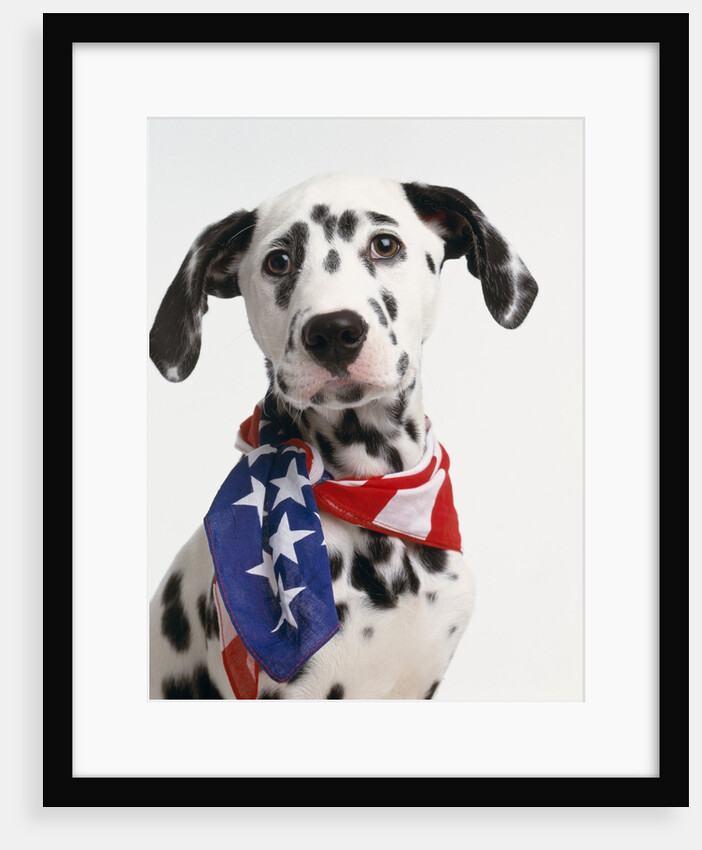 Dalmatian Wearing Bandanna by Anonymous
