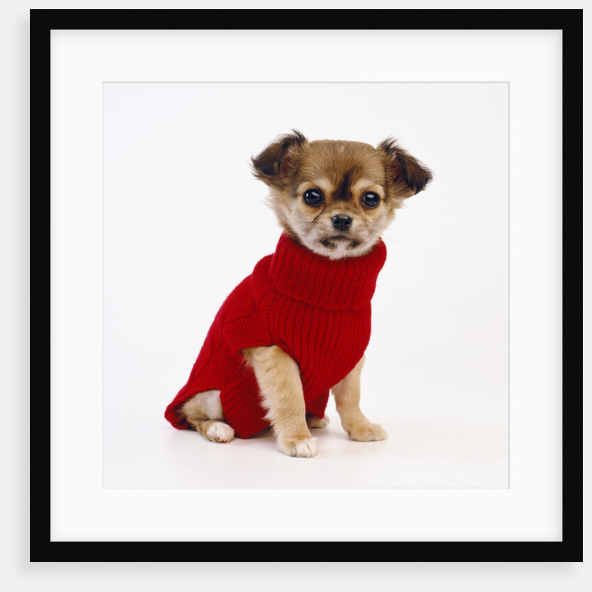 Puppy in Sweater by Anonymous