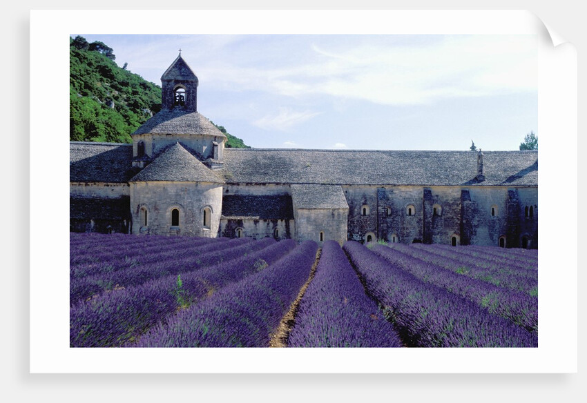 Lavender Field at Abbeye du Senanque by Anonymous