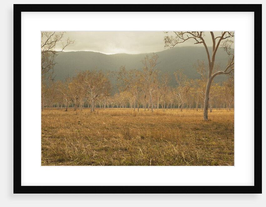 View of gum trees in Australian outback by Anonymous