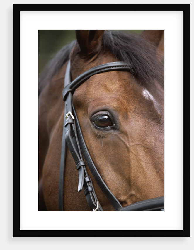 Bay Horse in Bridle by Anonymous