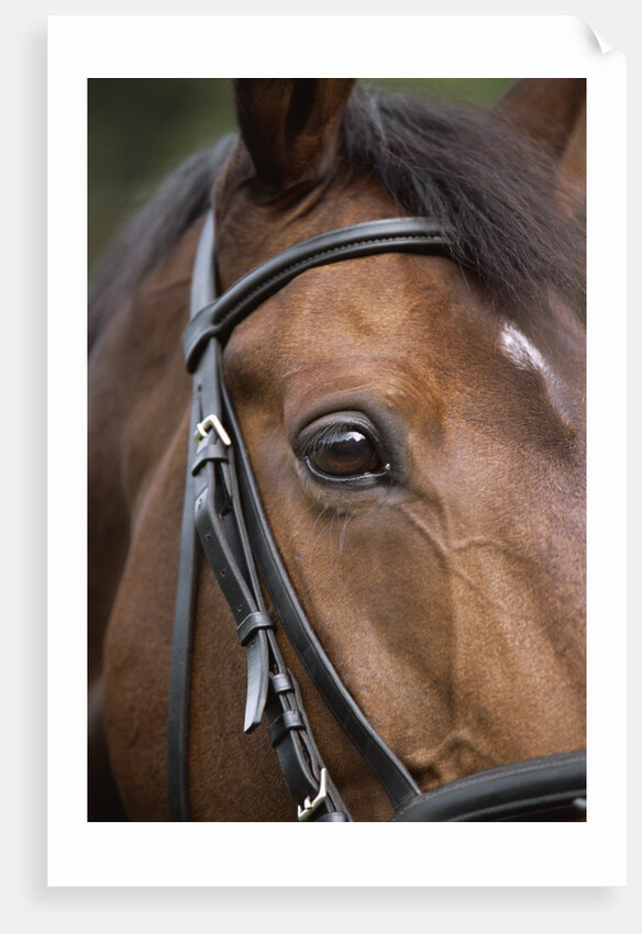 Bay Horse in Bridle by Anonymous