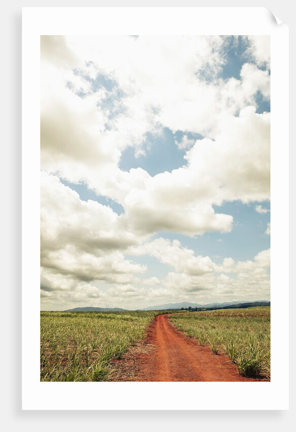 View of a red dirt road through a field by Anonymous