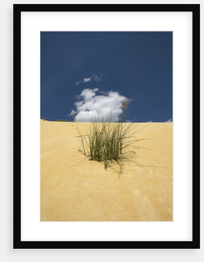 View of plants growing in sand dune by Anonymous